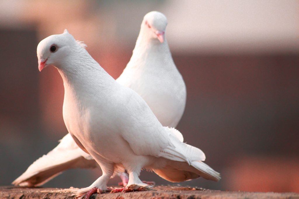 pair of white doves