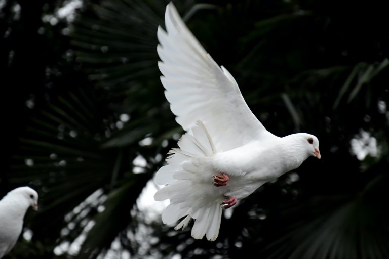 Ultimate Guide to Releasing Doves at a Wedding Loud Bride