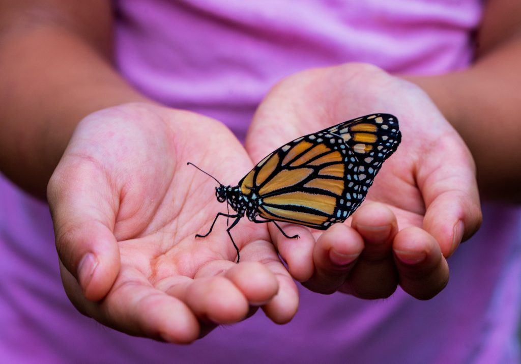 butterfly landing in a woman's hands