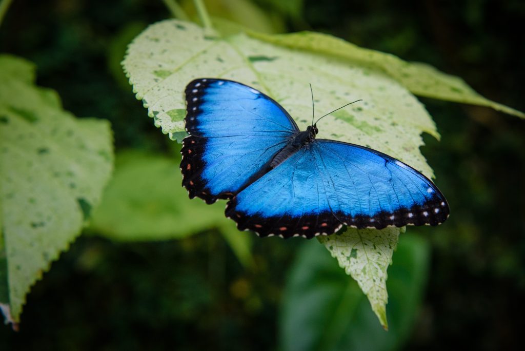 blue butterfly on a leaf