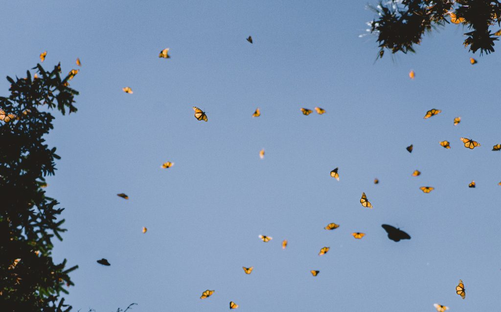orange butterflies flying in the sky