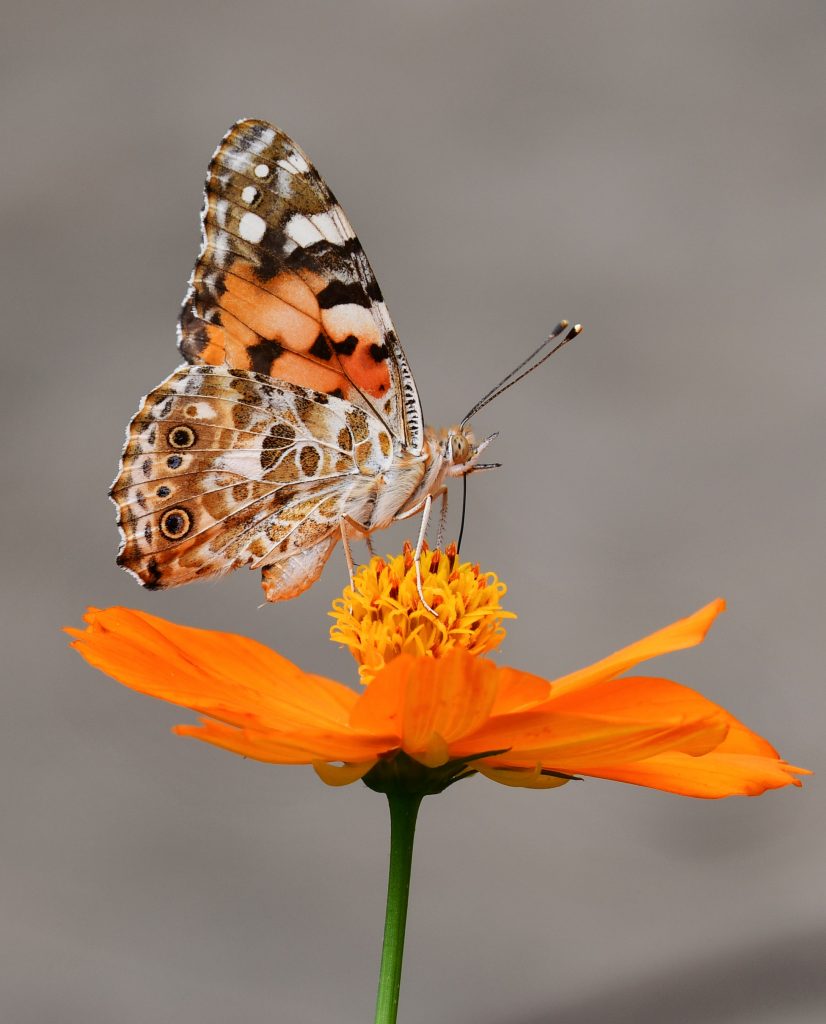 butterfly landing on an orange flower